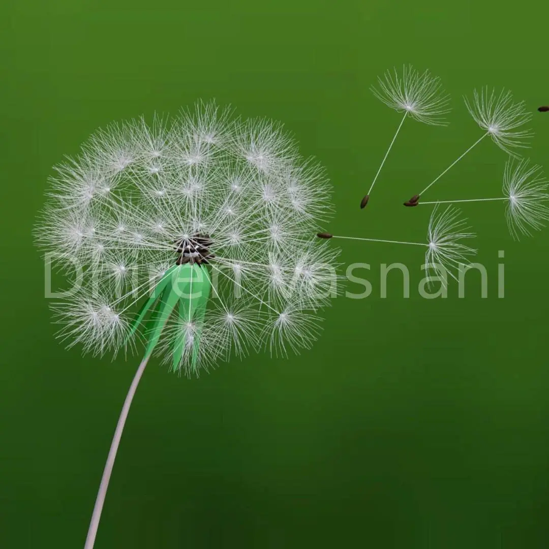 3D Render of Dandelions